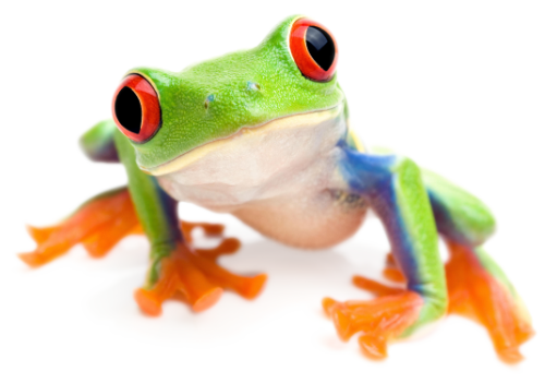 Kelmscott website design frog